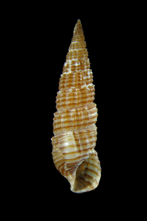 Bittium da determinare